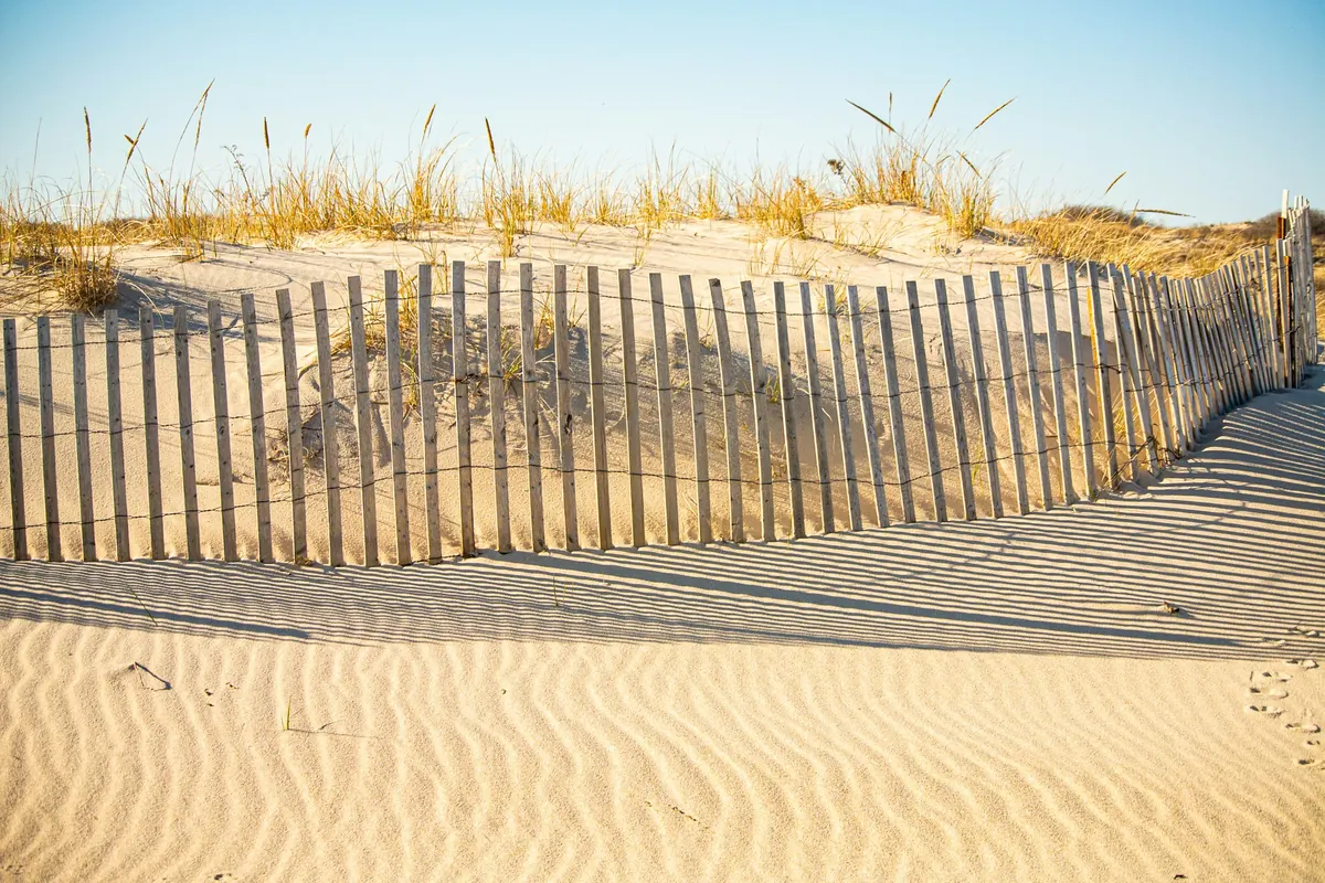 Wooden dune fence on a sandy New England beach