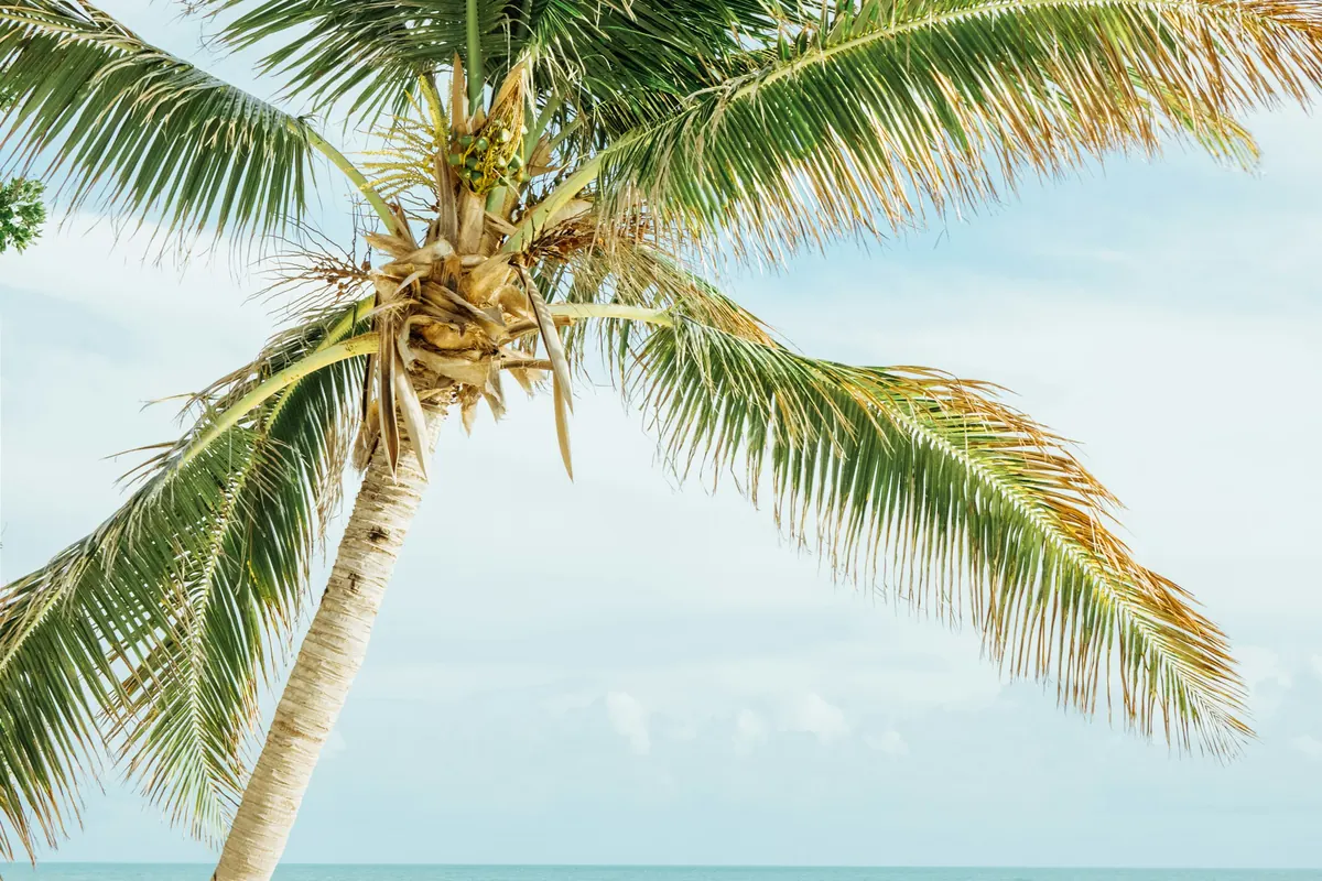 Palm tree leaning over a turquoise Caribbean shoreline